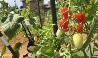 八潮駅サウスファーム8