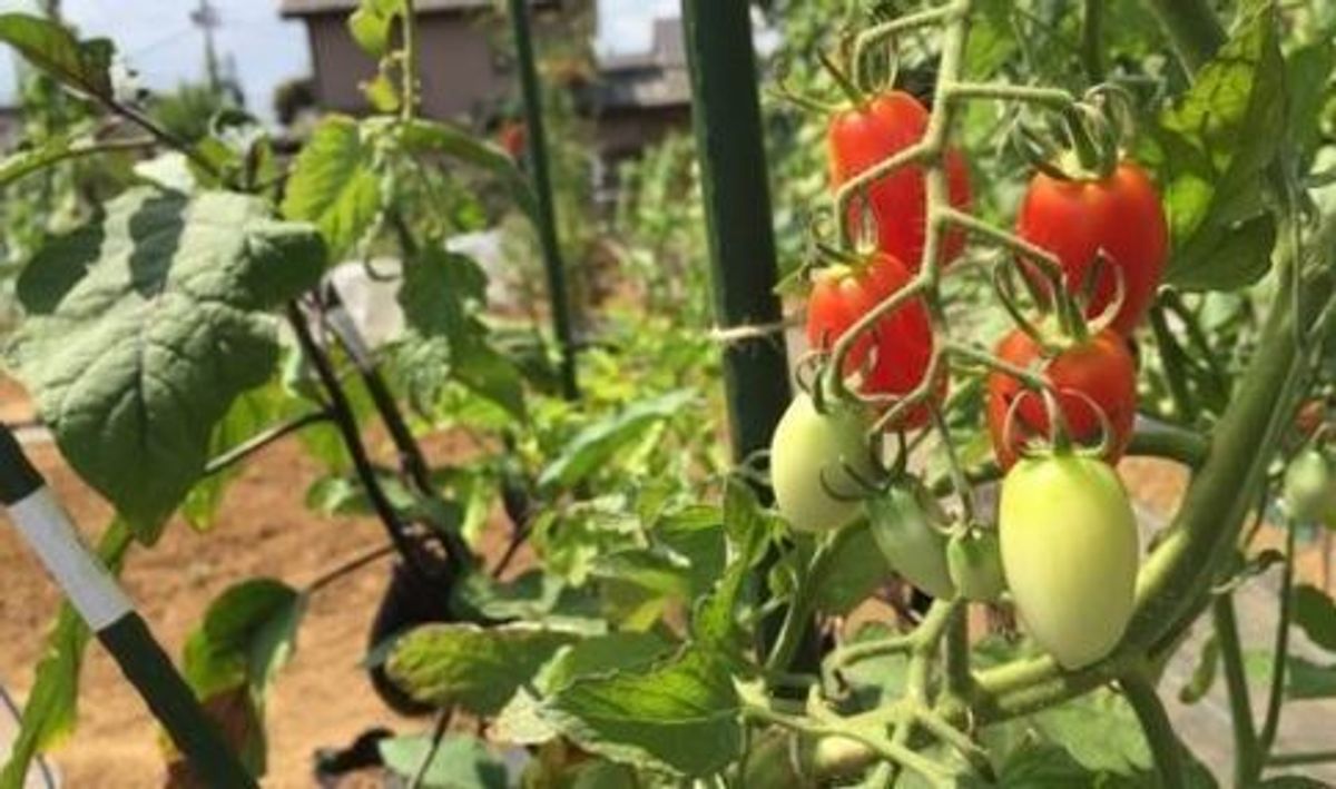 八潮駅サウスファーム8