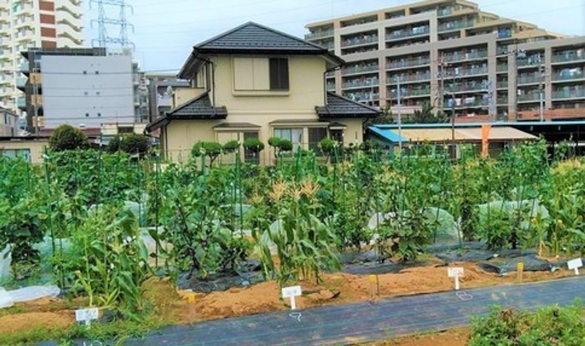 シェア畑 足立青井7