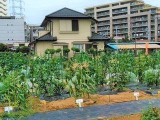 シェア畑 足立青井7