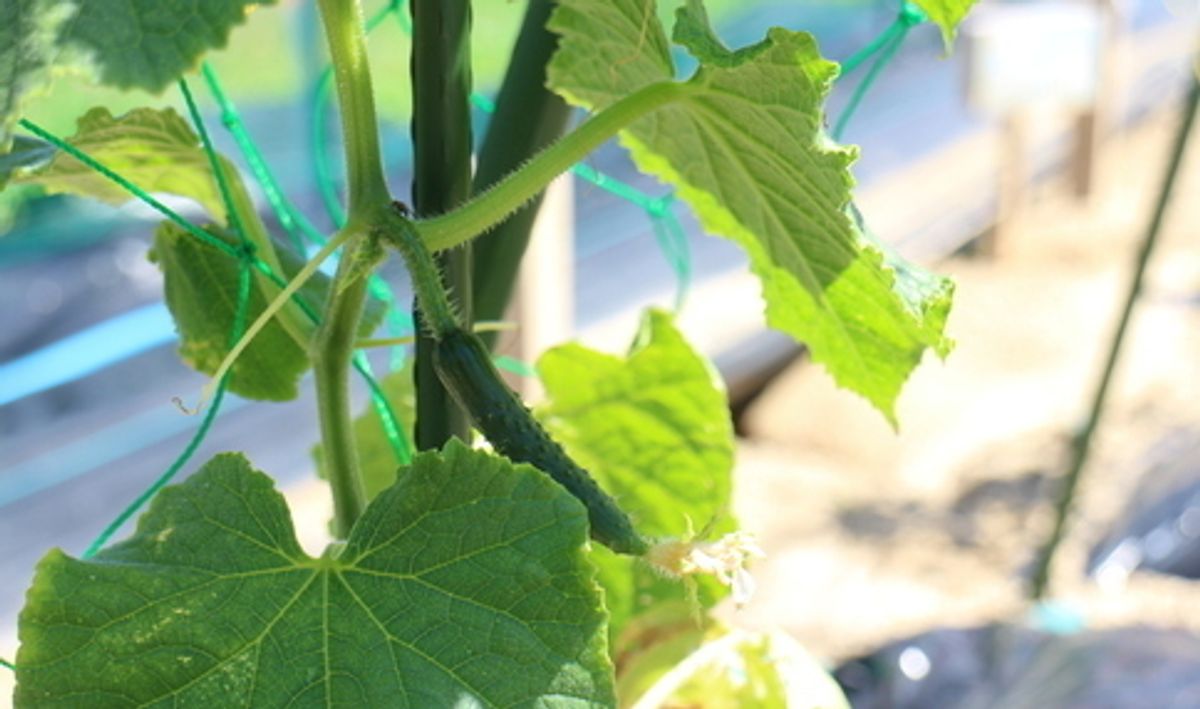 シェア畑 高槻郡家8