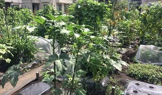 シェア畑 浜田山6