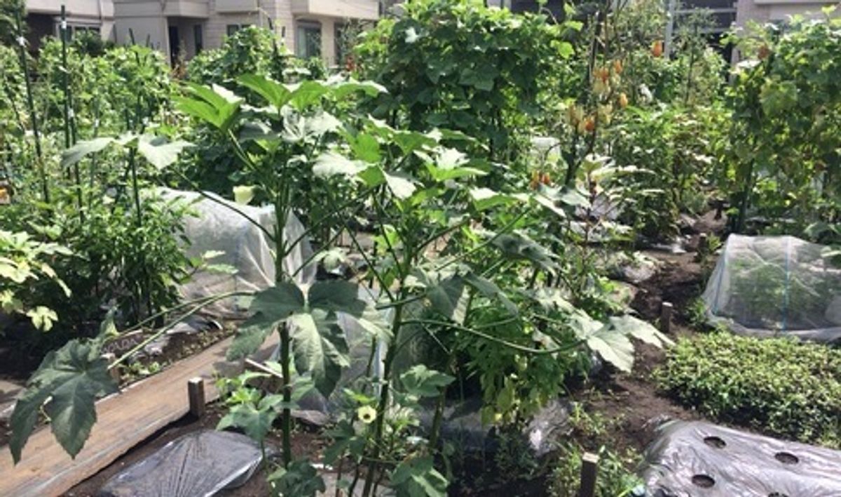 シェア畑 浜田山6