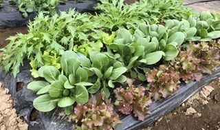 シェア畑 教室 2