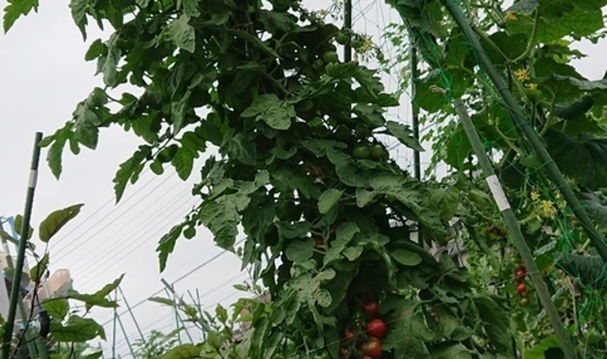 シェア畑 蕨イーストファーム10