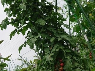 シェア畑 蕨イーストファーム10