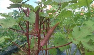 シェア畑 教室 4