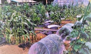 シェア畑 教室 4