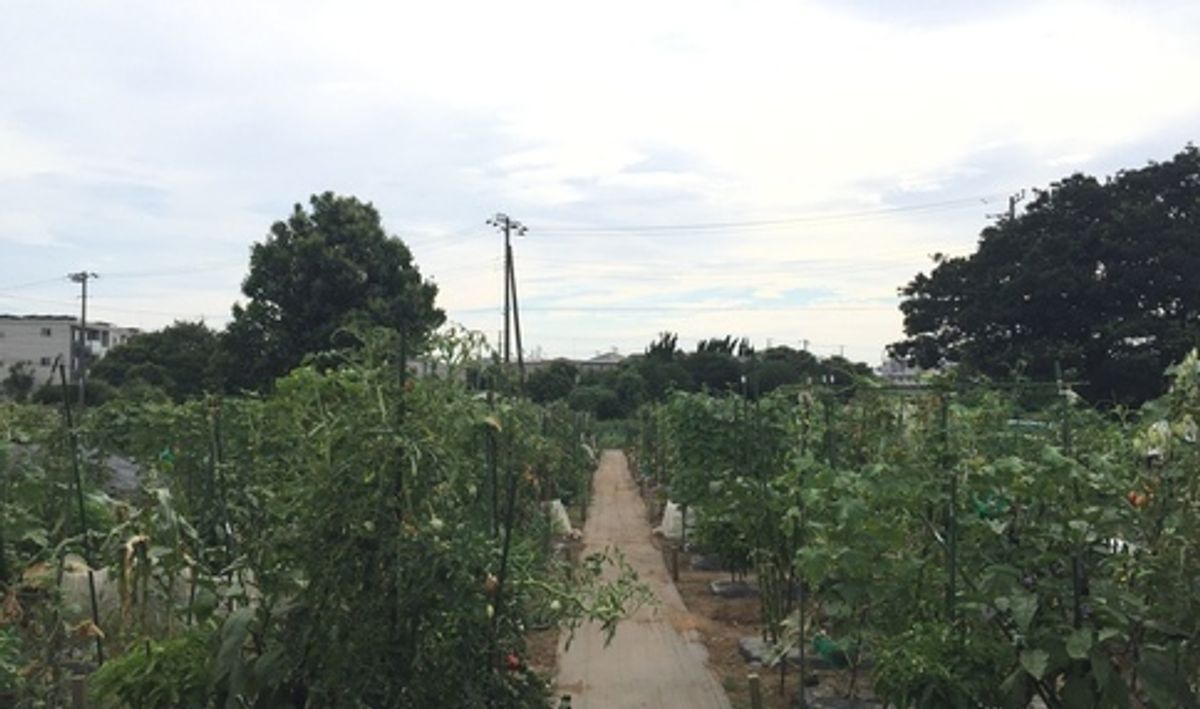 シェア畑 教室 1