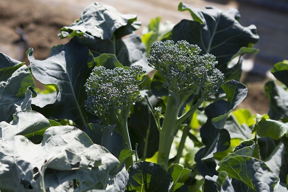 八潮駅サウスファーム14