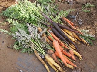 シェア畑で食育を!サポート付き貸農園で子どもと野菜を育てよう!
