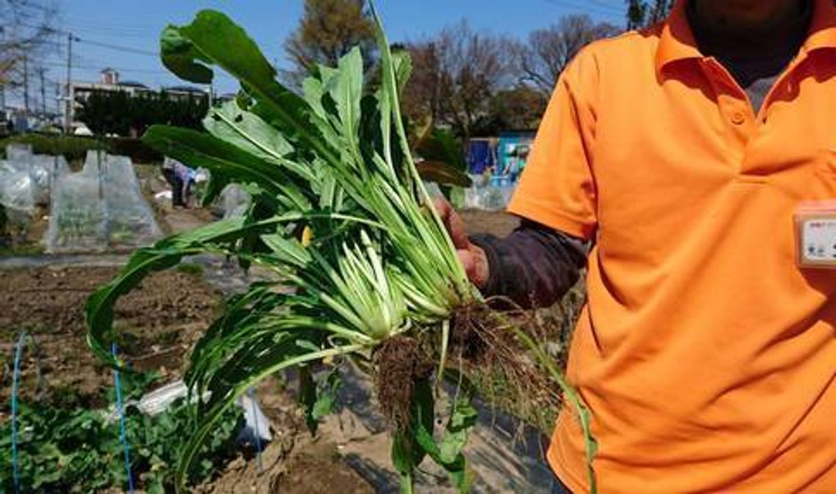 シェア畑 川口5