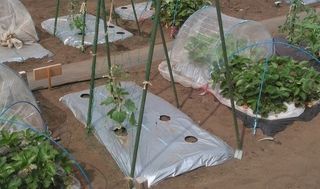 シェア畑 浜田山12