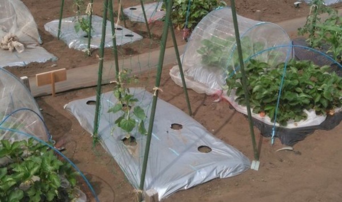 シェア畑 浜田山12