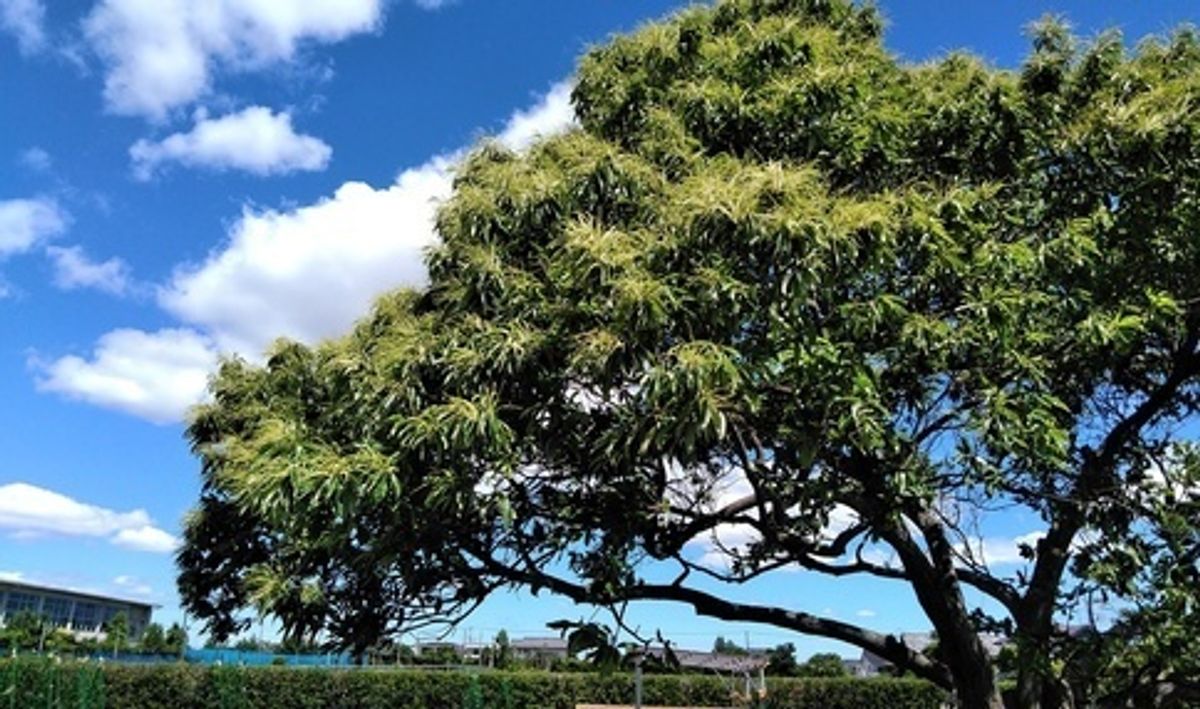 シェア畑 市川本八幡4