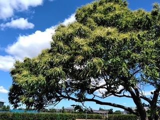 シェア畑 市川本八幡4