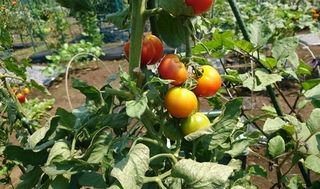 シェア畑 新横浜8