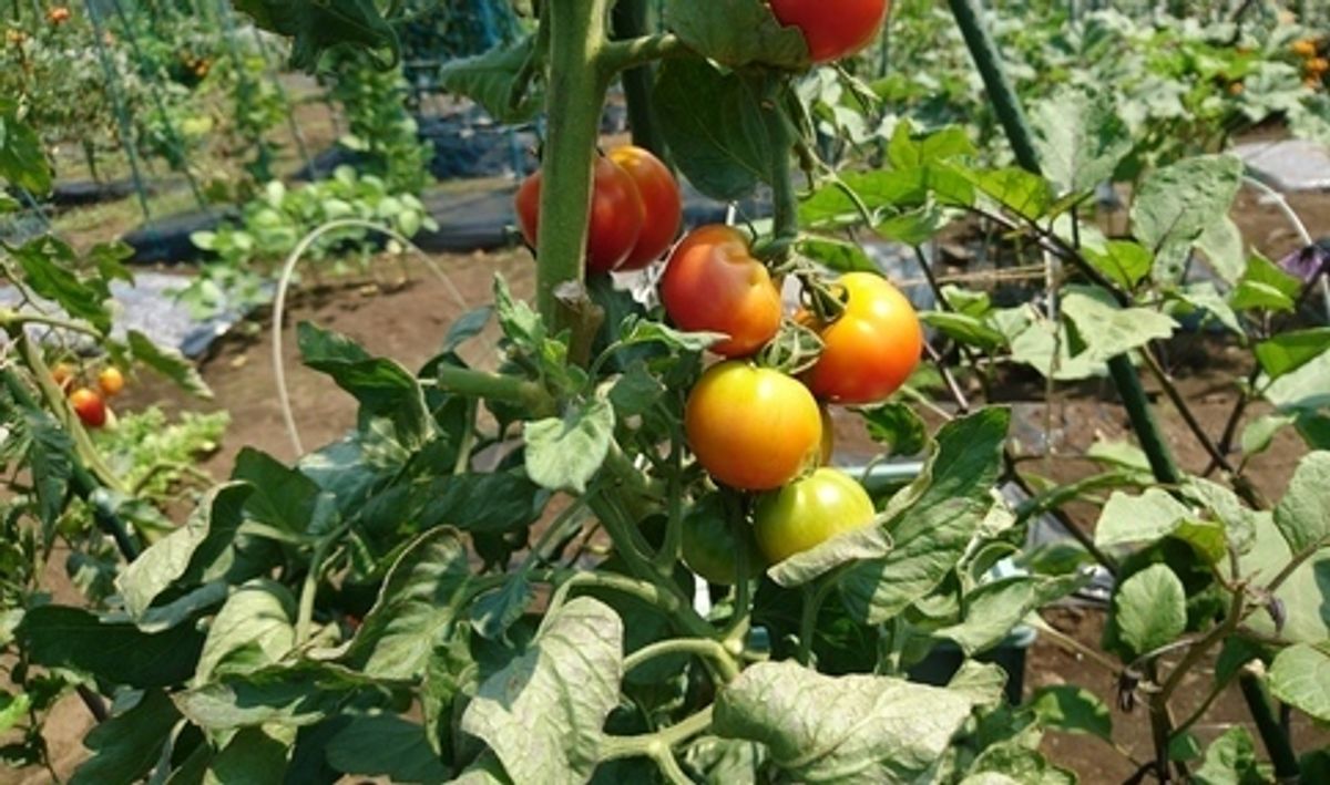 シェア畑 新横浜8