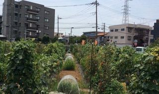 シェア畑 武蔵中原2