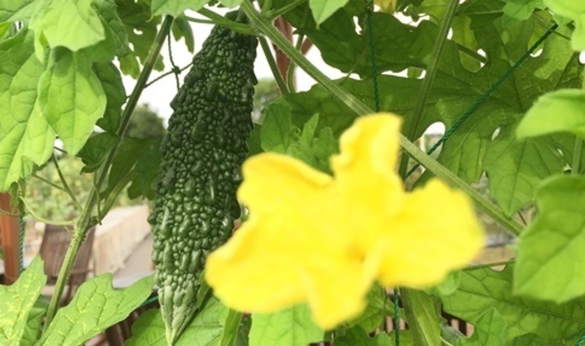 シェア畑 教室 4