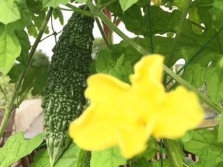 シェア畑 教室 4