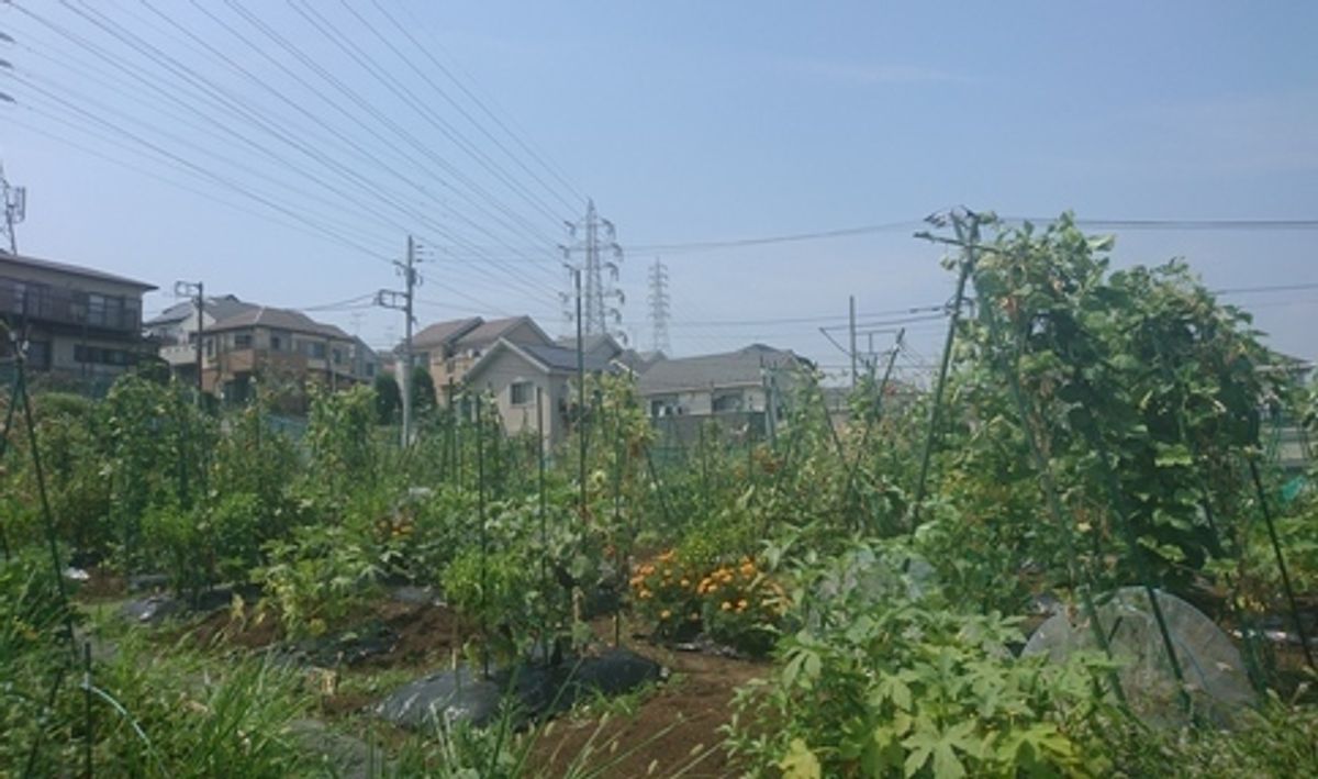 シェア畑 戸塚矢部3