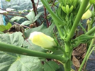 シェア畑 横浜高田6