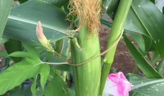 シェア畑 東有馬5