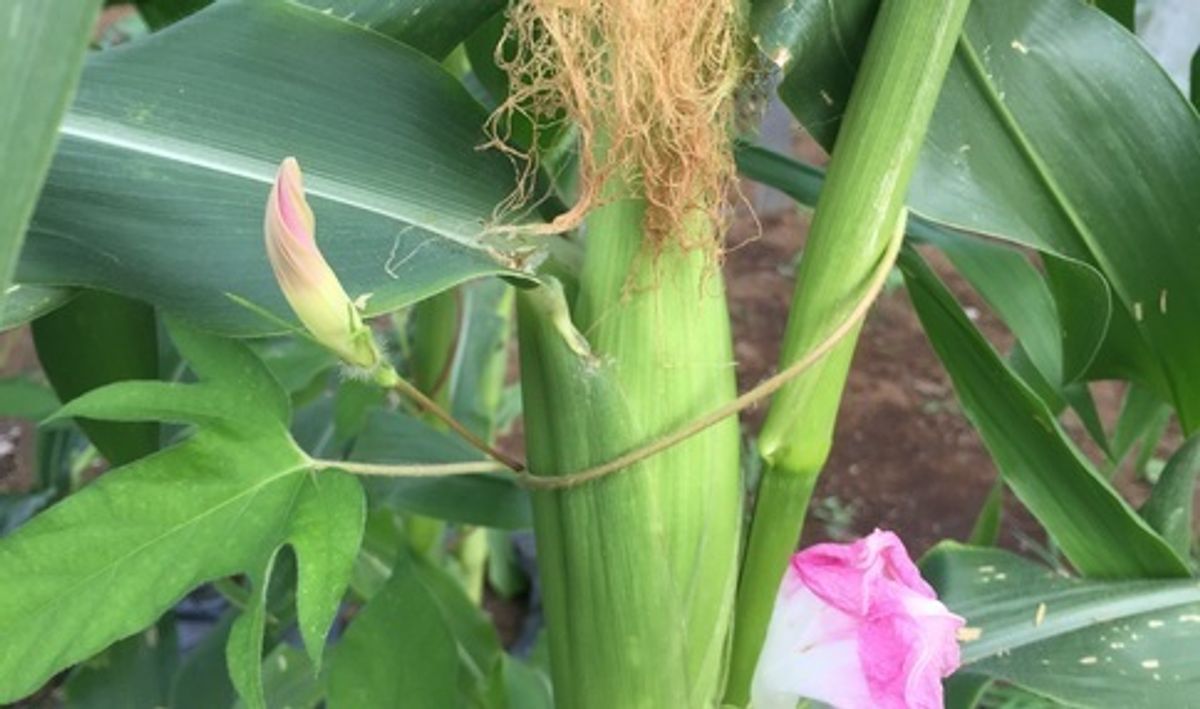 シェア畑 東有馬5