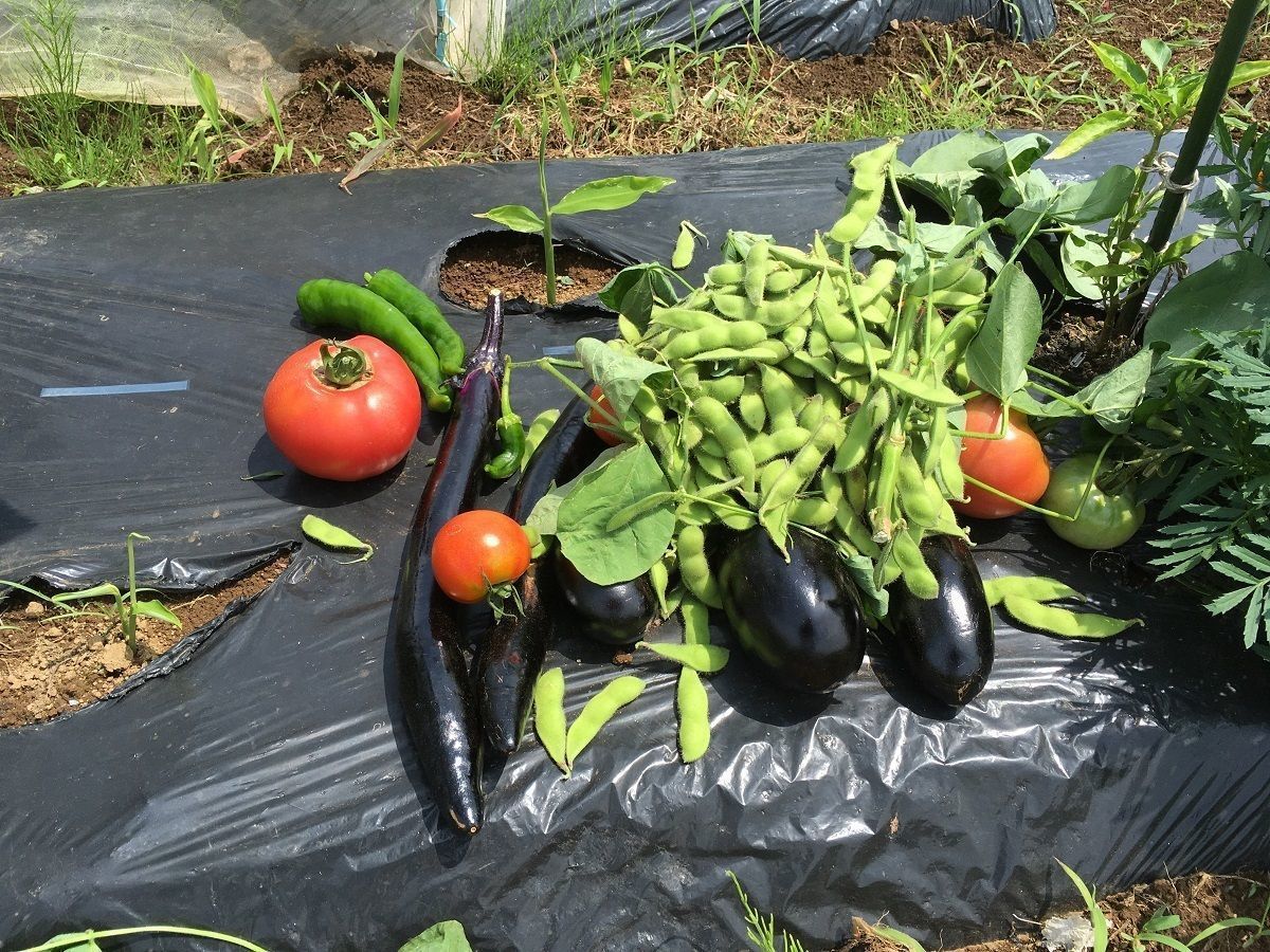 八潮駅サウスファーム11