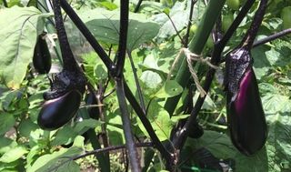 シェア畑 深大寺4