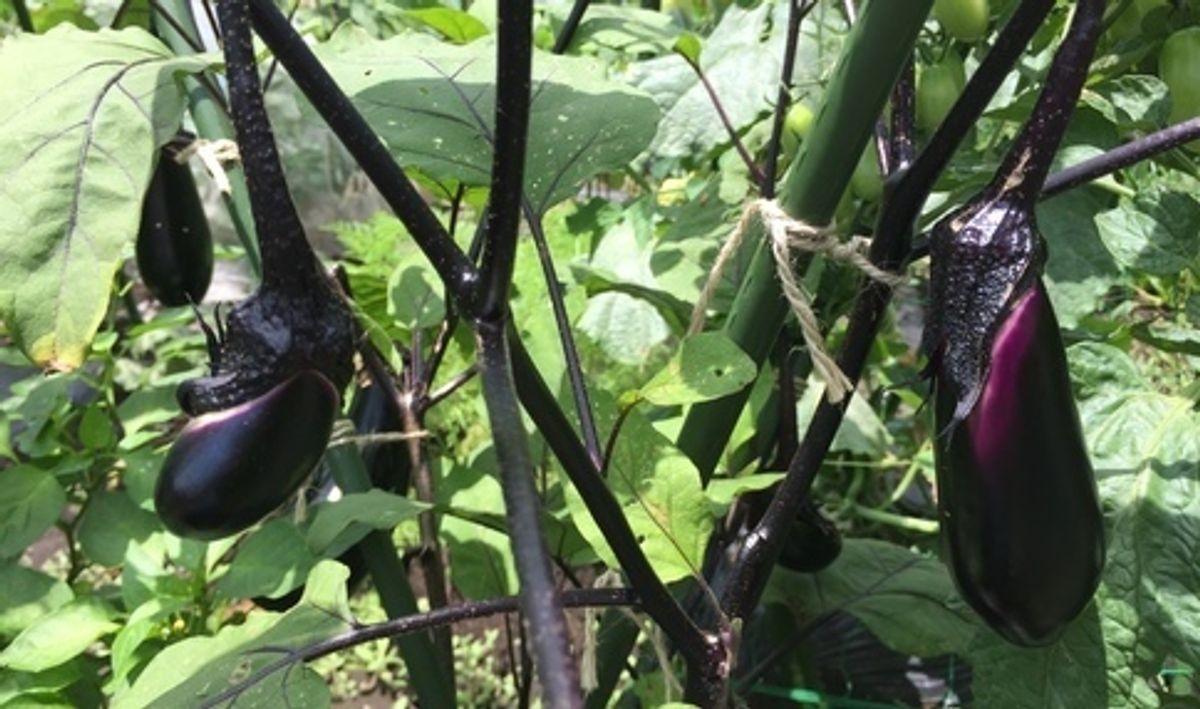 シェア畑 深大寺4