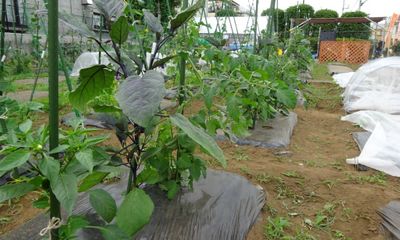 シェア畑の評判・口コミと料金は?サポート付き農園で手軽に農業体験!