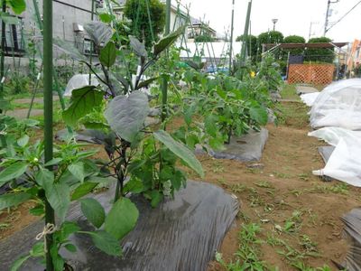 シェア畑の評判・口コミと料金は?サポート付き農園で手軽に農業体験!