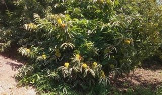 シェア畑 嵯峨嵐山8