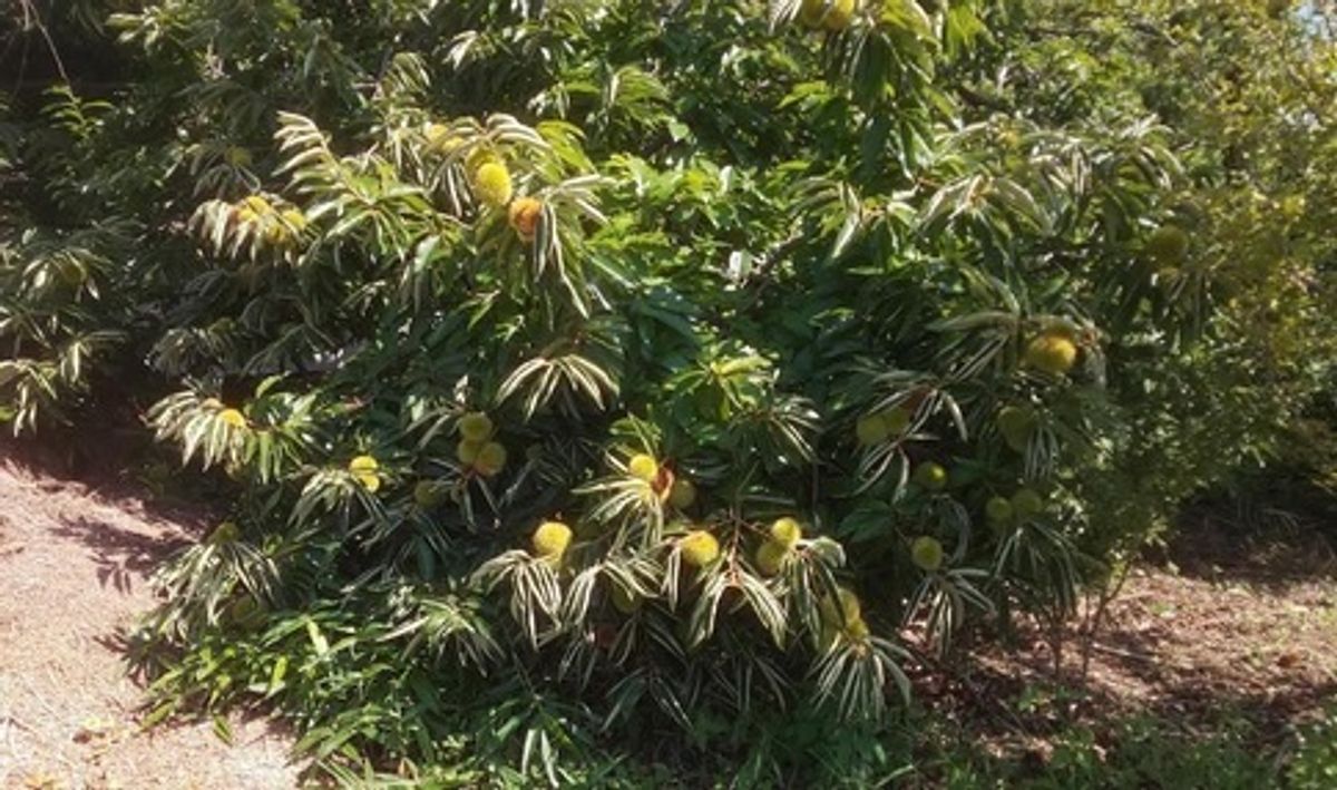 シェア畑 嵯峨嵐山8