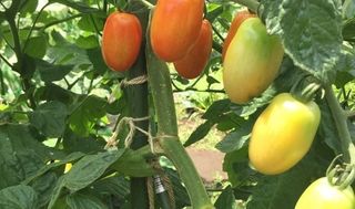 シェア畑 深大寺5