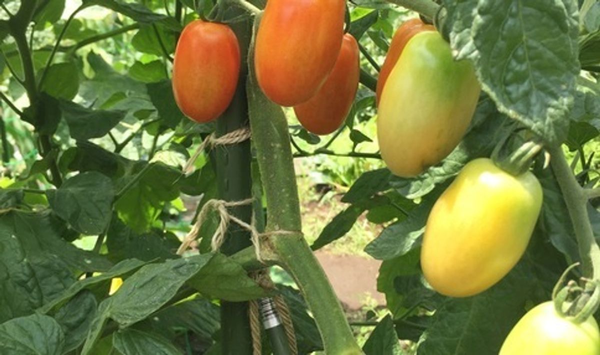 シェア畑 深大寺5