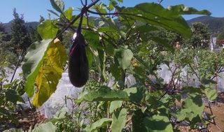 シェア畑 嵯峨嵐山7