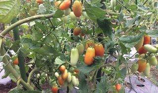 シェア畑 戸塚名瀬5