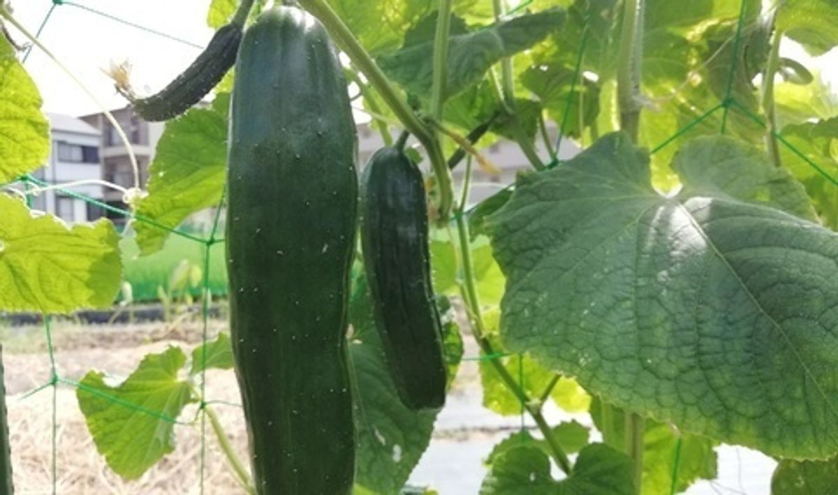 シェア畑 吹田岸部5