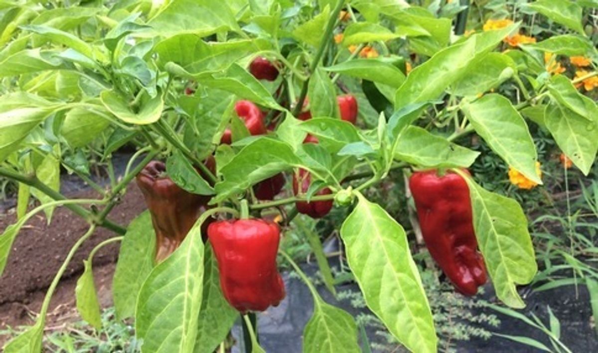 シェア畑 戸塚名瀬6